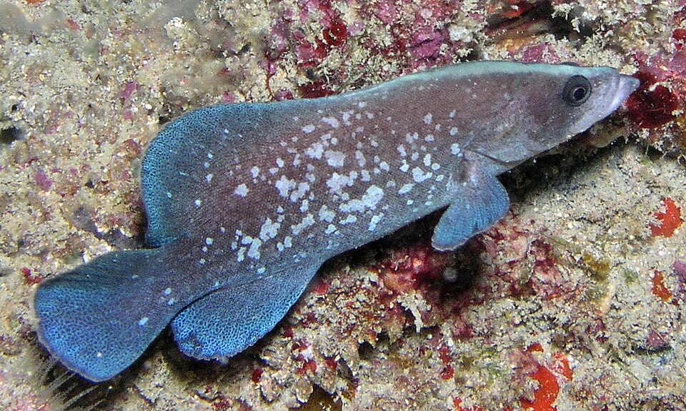 ภาพ ปลากะรังจิ๋ว bistrispinus (Rypticus bistrispinus)