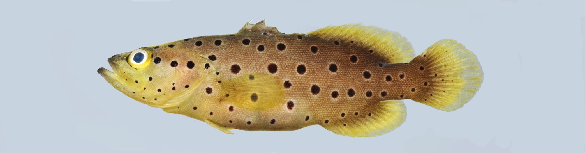 ภาพ ปลากะรังจิ๋ว carpenteri (Rypticus carpenteri)