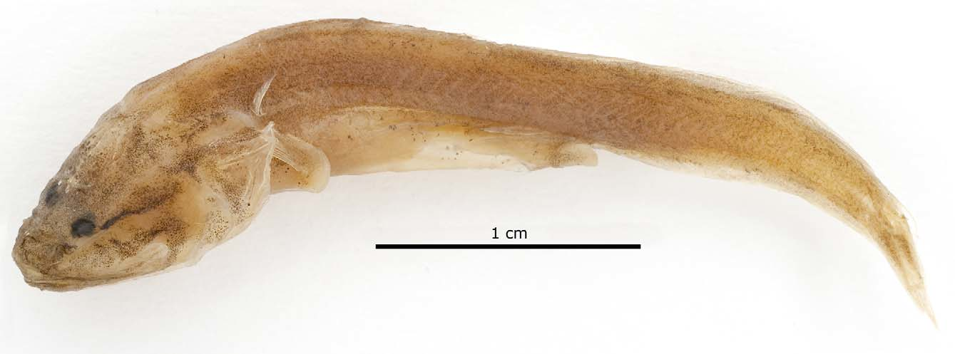 ภาพ ปลา brayae (Saccogaster brayae)