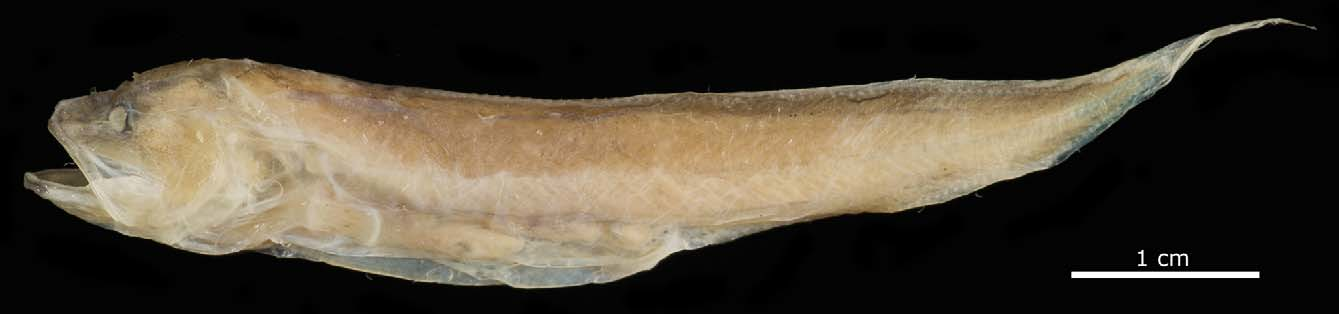 ภาพ ปลา horrida (Saccogaster horrida)