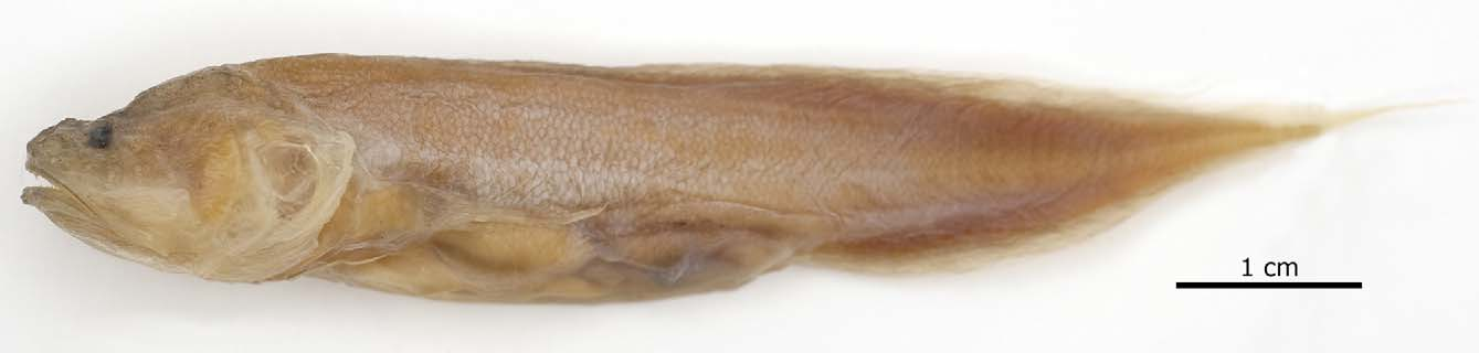 ภาพ ปลา nikoliviae (Saccogaster nikoliviae)