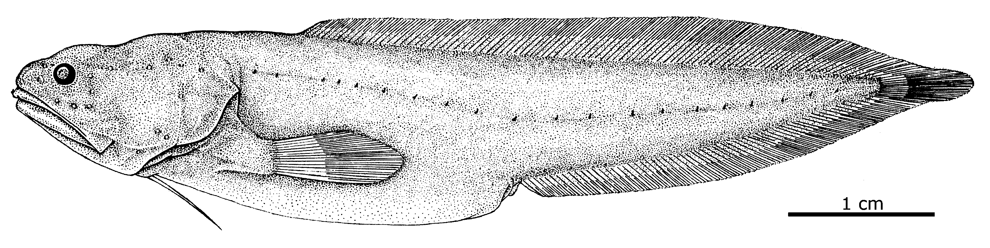 ภาพ ปลา parva (Saccogaster parva)