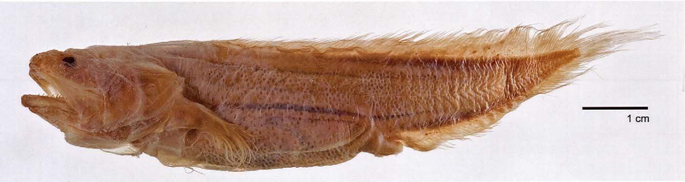 ภาพ ปลา staigeri (Saccogaster staigeri)