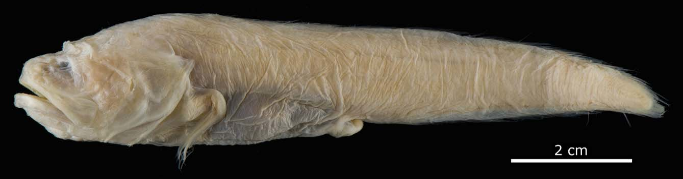 ภาพ ปลา tuberculata (Saccogaster tuberculata)