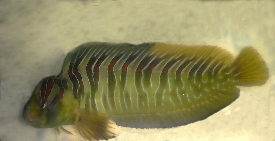 ภาพ ปลาตั๊กแตนหินลายม้าลายตั๊กแตนหิน (Salaria basilisca)