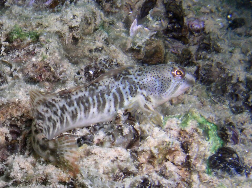 ภาพ ปลาตั๊กแตนหินน้ำจืดตั๊กแตนหิน (Salaria fluviatilis)