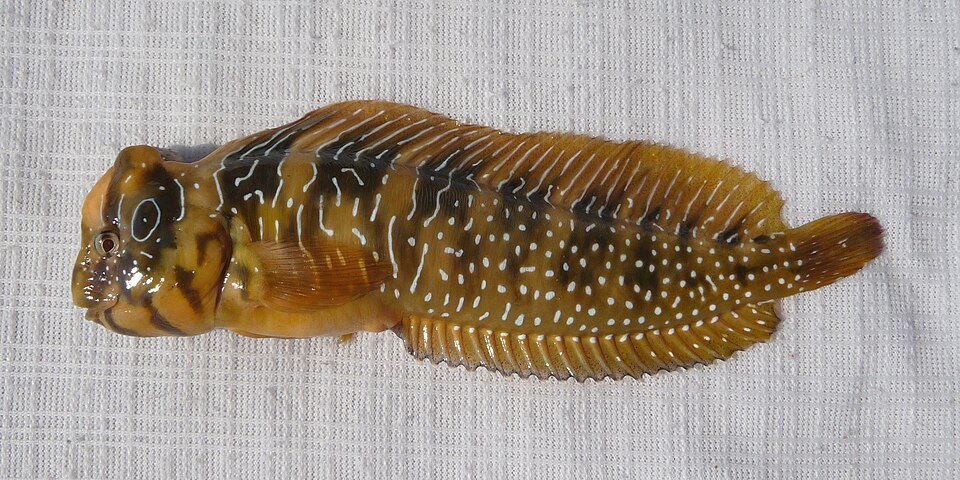 ภาพ ปลาตั๊กแตนหินตั๊กแตนหิน (Salaria pavo)