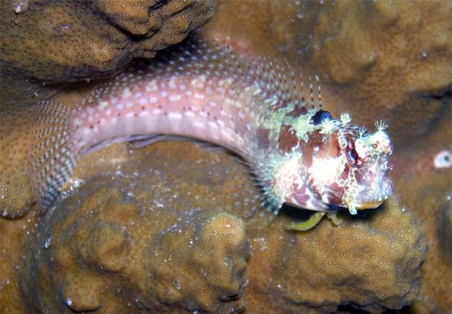 ภาพ ปลาตั๊กแตนหินขาวลายจุดตั๊กแตนหิน (Salarias alboguttatus)