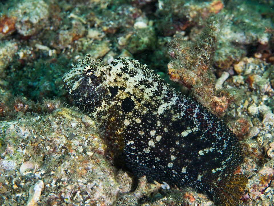 ภาพ ปลาตั๊กแตนหินตั๊กแตนหิน (Salarias ceramensis)