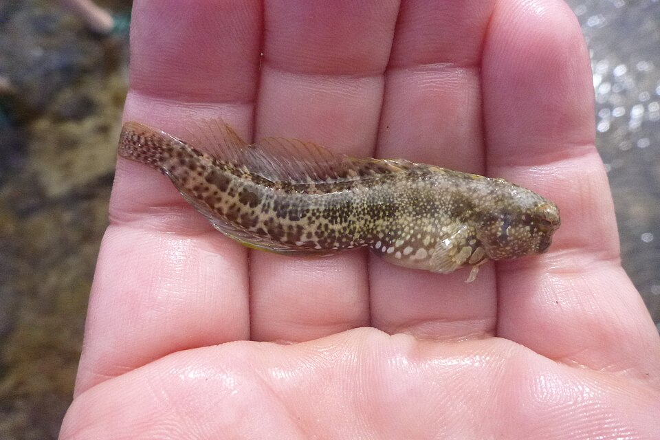 ภาพ ปลาตั๊กแตนหินน้ำเงินจุดตั๊กแตนหิน (Salarias guttatus)