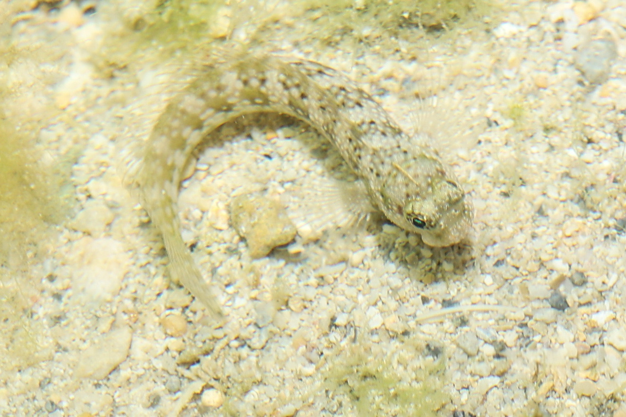 ภาพ ปลาตั๊กแตนหินตั๊กแตนหิน (Salarias luctuosus)