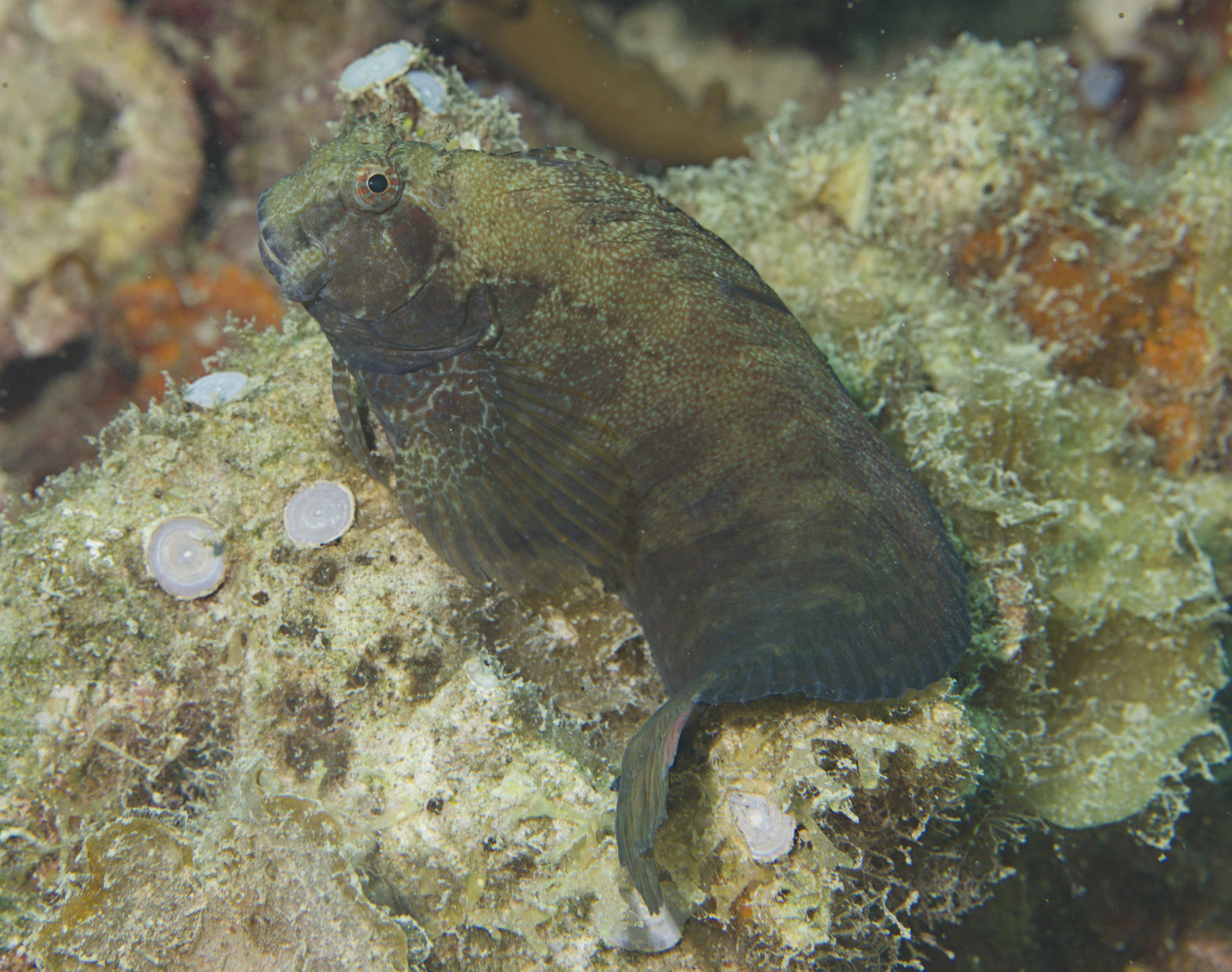 ภาพ ปลาตั๊กแตนหินตั๊กแตนหิน (Salarias obscurus)