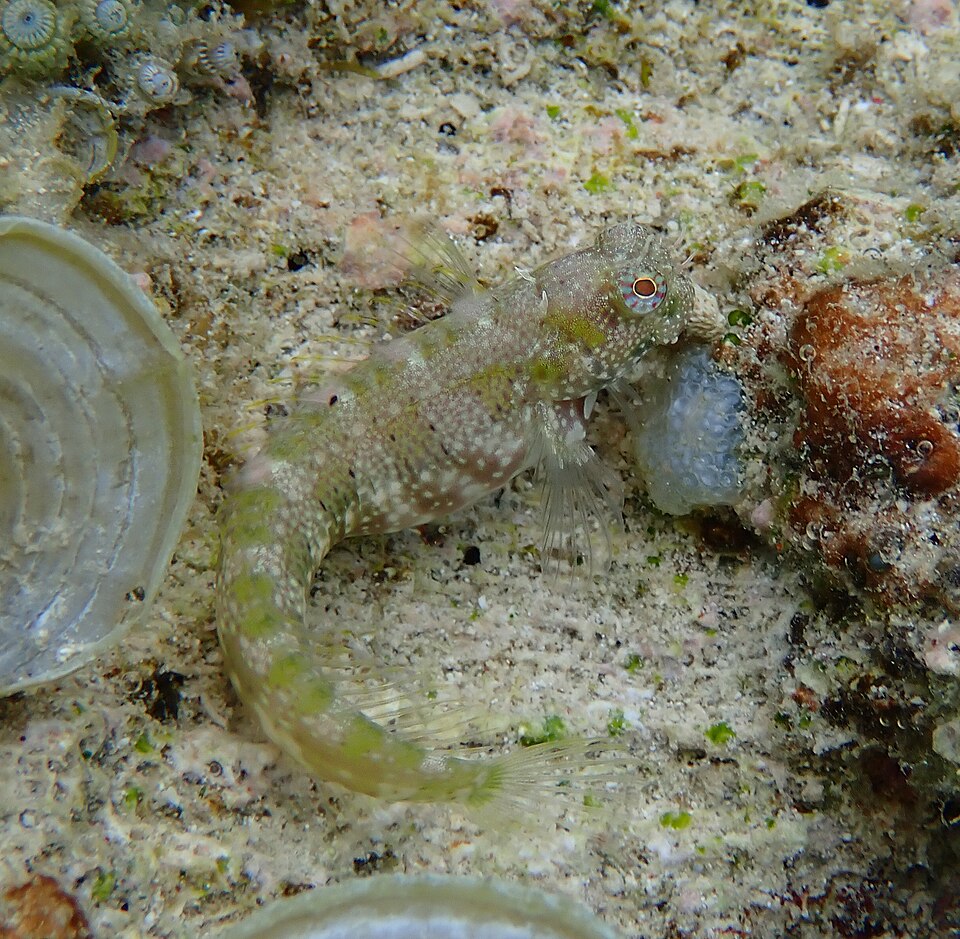 ภาพ ปลาตั๊กแตนหินตั๊กแตนหิน (Salarias patzneri)