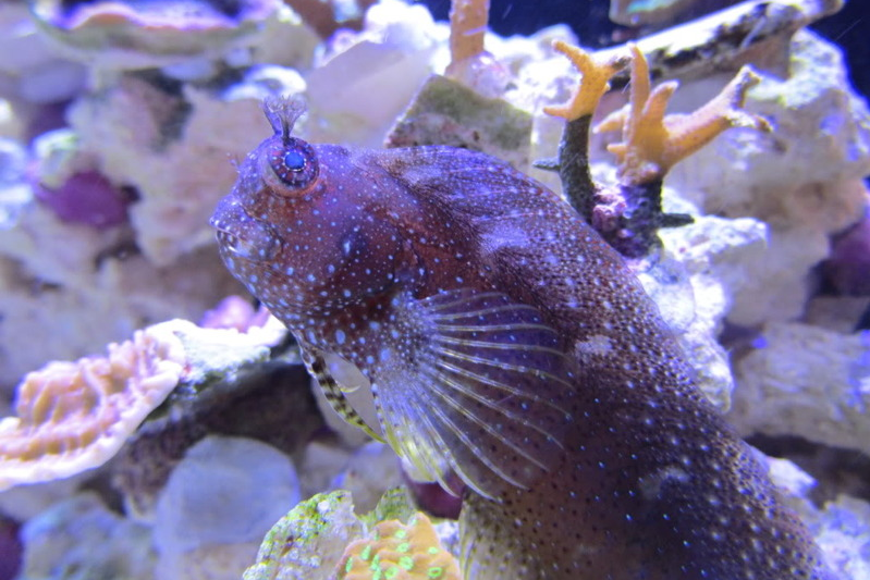 ภาพ ปลาตั๊กแตนหินตั๊กแตนหิน (Salarias ramosus)