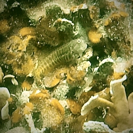 ภาพ ปลาตั๊กแตนหินแดงลายจุดตั๊กแตนหิน (Salarias segmentatus)