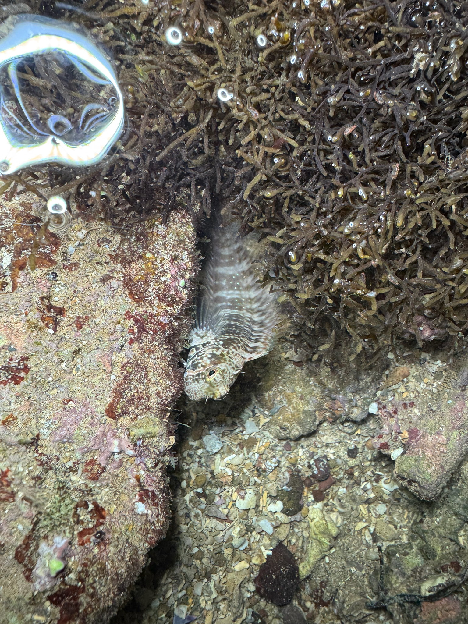 ภาพ ปลาตั๊กแตนหินตั๊กแตนหิน (Salarias sexfilum)
