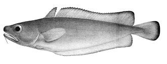 ภาพ ปลา australis (Salilota australis)