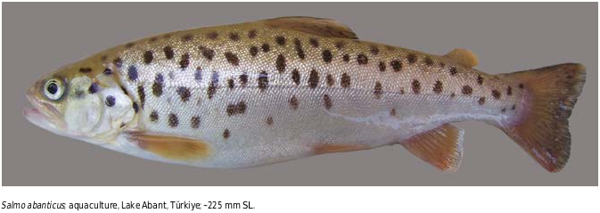 ภาพ ปลา abanticus (Salmo abanticus)