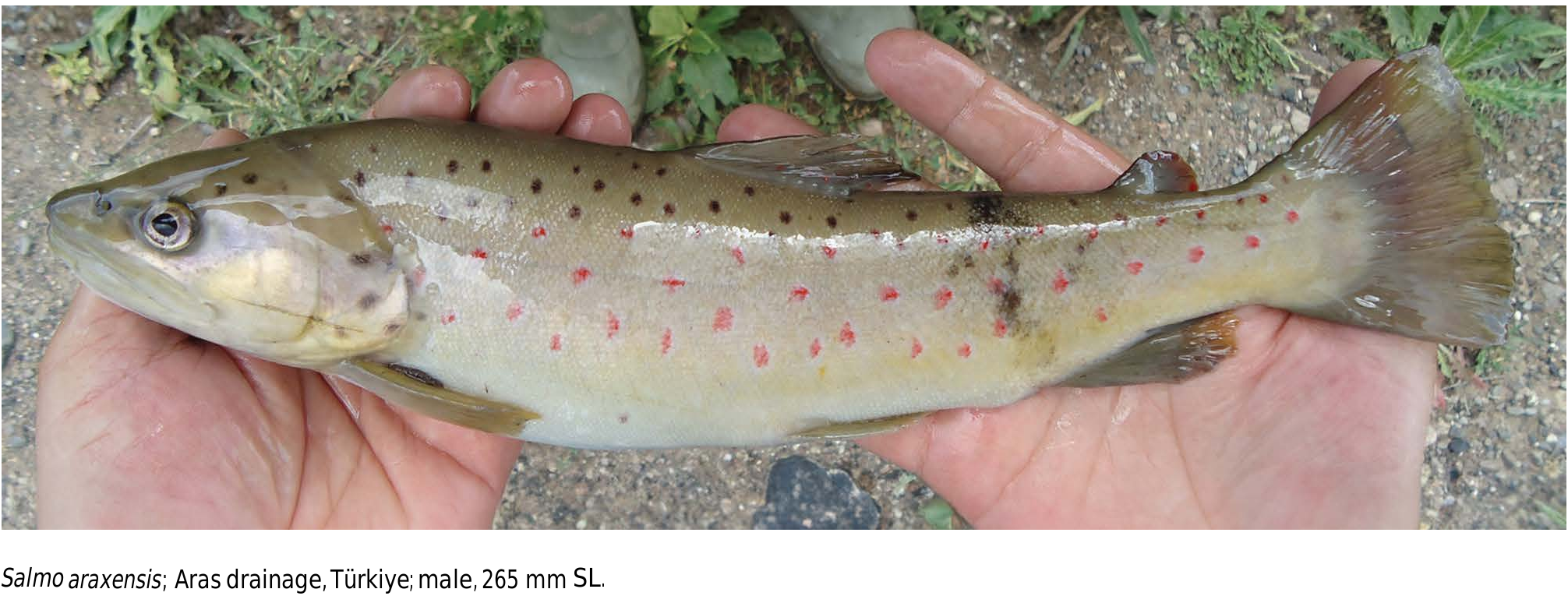 ภาพ ปลา araxensis (Salmo araxensis)