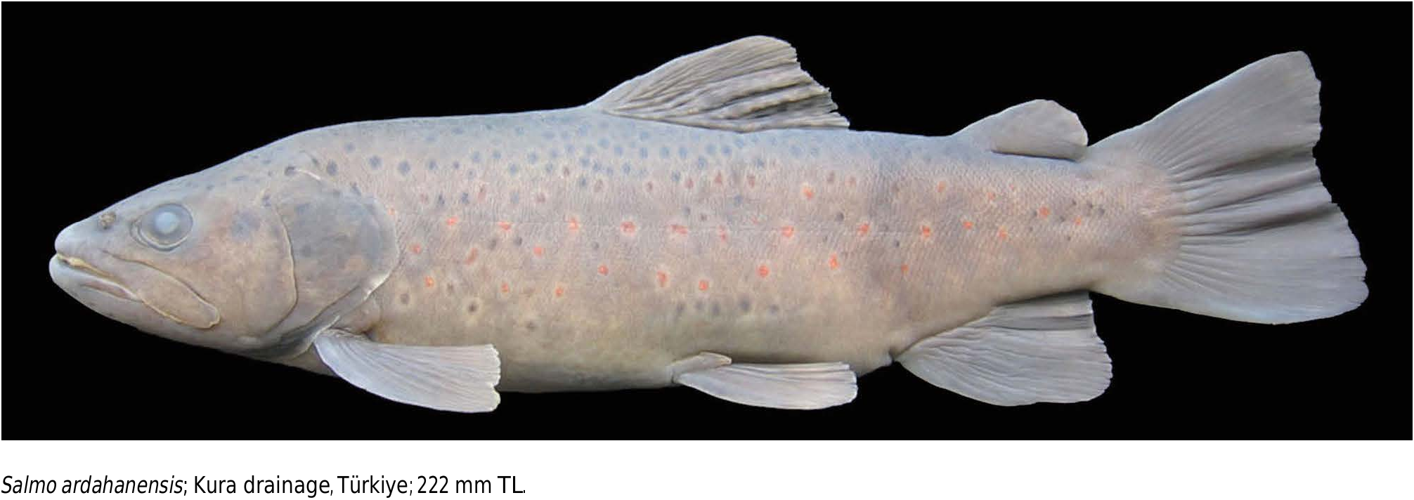 ภาพ ปลา ardahanensis (Salmo ardahanensis)