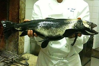 ภาพ ปลา carpio (Salmo carpio)