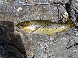 ภาพ ปลา cettii (Salmo cettii)