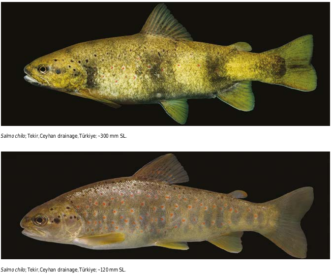 ภาพ ปลา chilo (Salmo chilo)