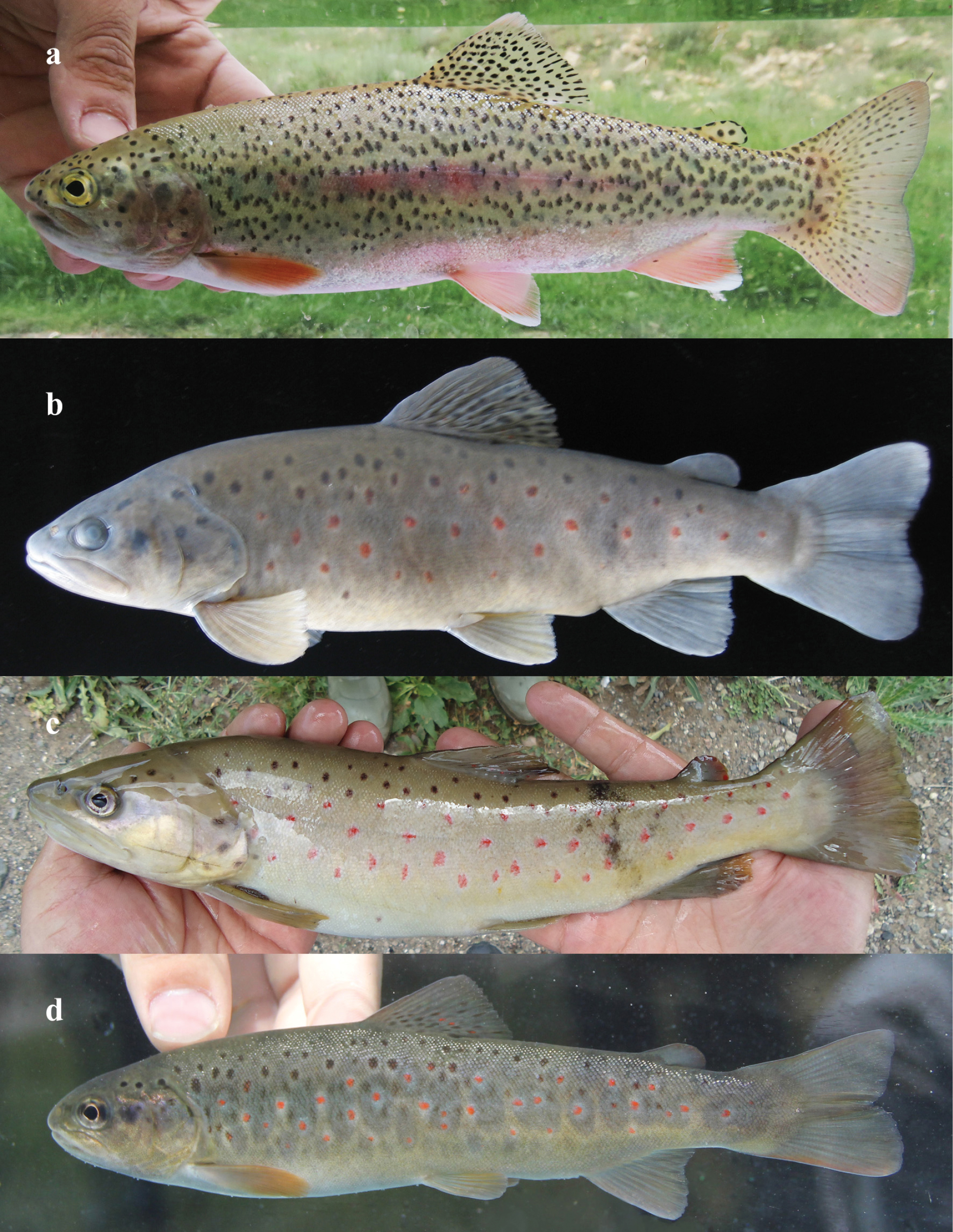 ภาพ ปลา ciscaucasicus (Salmo ciscaucasicus)