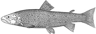 ภาพ ปลา dentex (Salmo dentex)