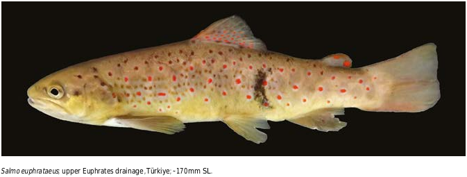 ภาพ ปลา euphrataeus (Salmo euphrataeus)