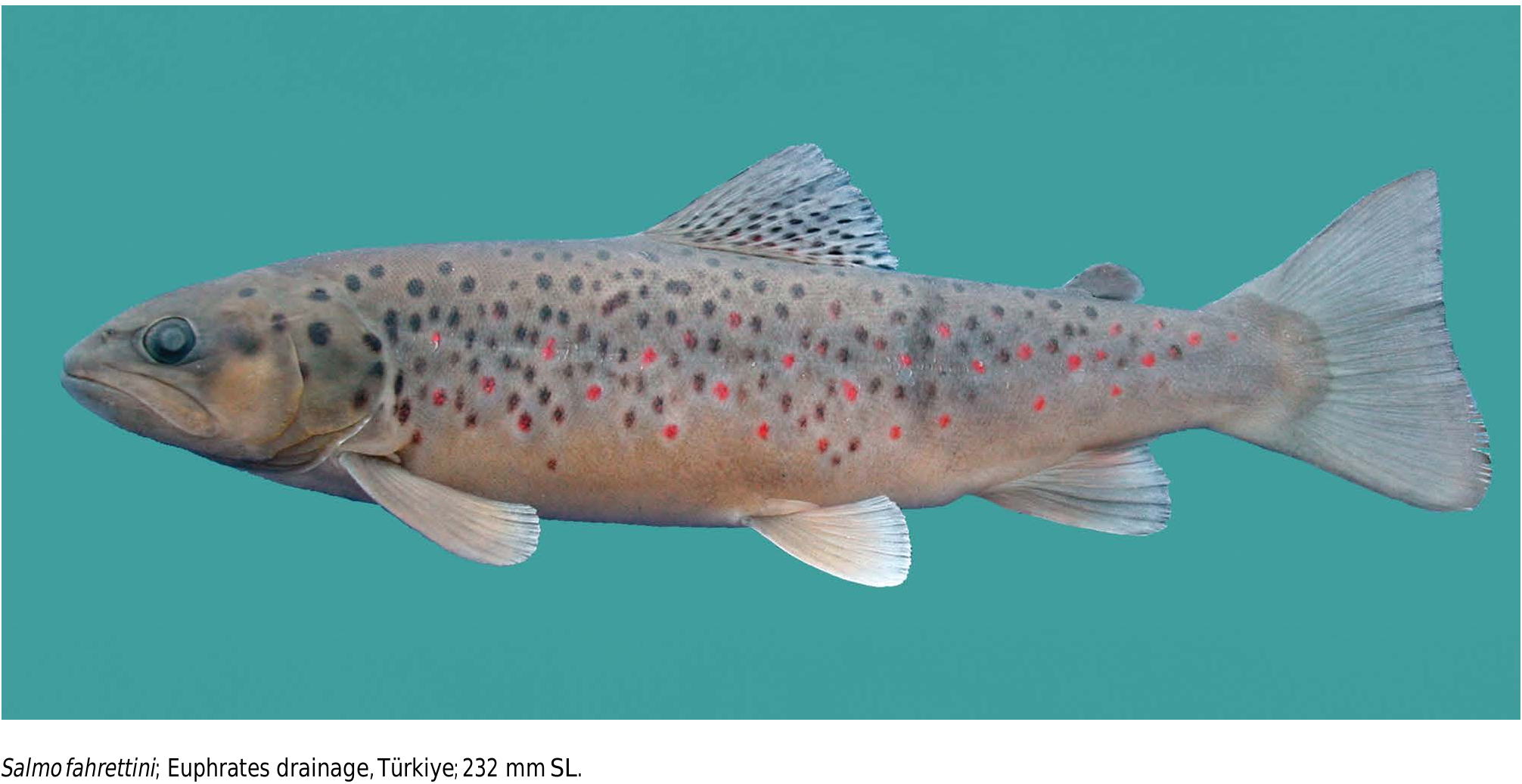 ภาพ ปลา fahrettini (Salmo fahrettini)