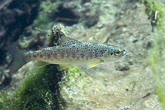 ภาพ ปลา farioides (Salmo farioides)