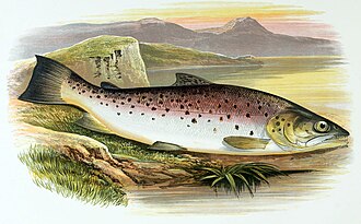ภาพ ปลา ferox (Salmo ferox)