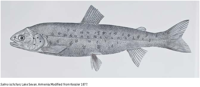 ภาพ ปลา ischchan (Salmo ischchan)