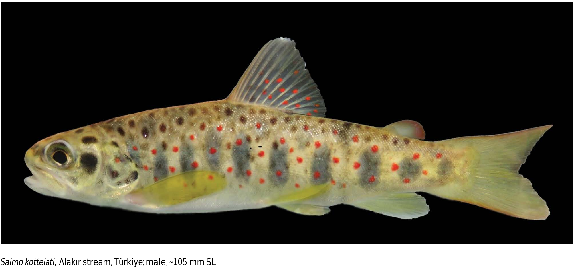 ภาพ ปลา kottelati (Salmo kottelati)
