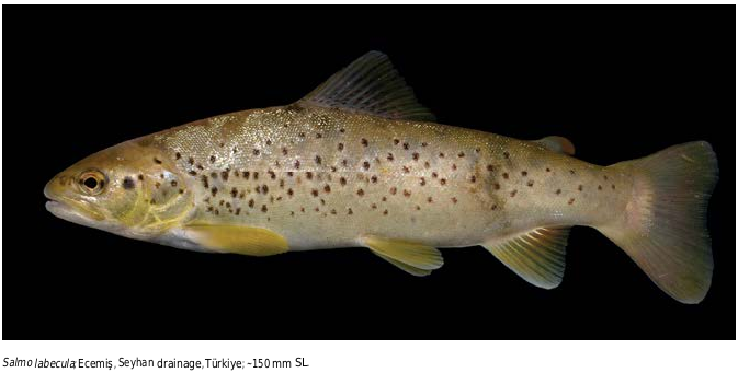 ภาพ ปลา labecula (Salmo labecula)