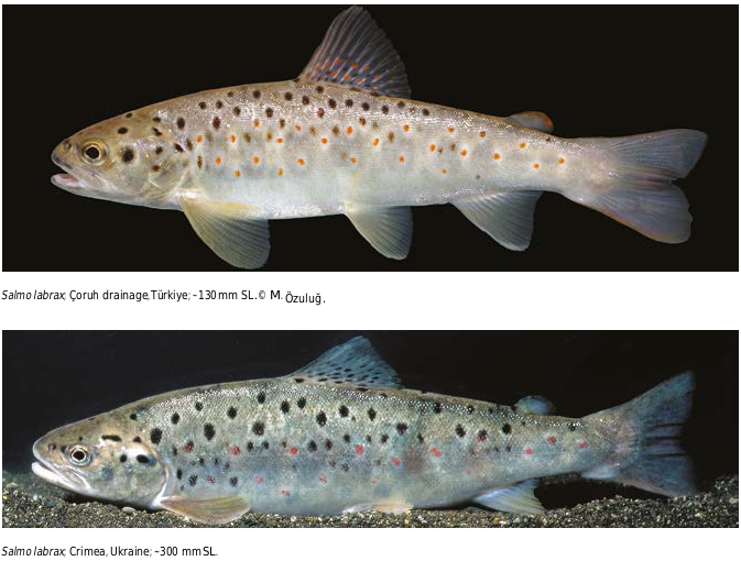 ภาพ ปลา labrax (Salmo labrax)