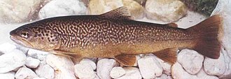 ภาพ ปลา marmoratus (Salmo marmoratus)