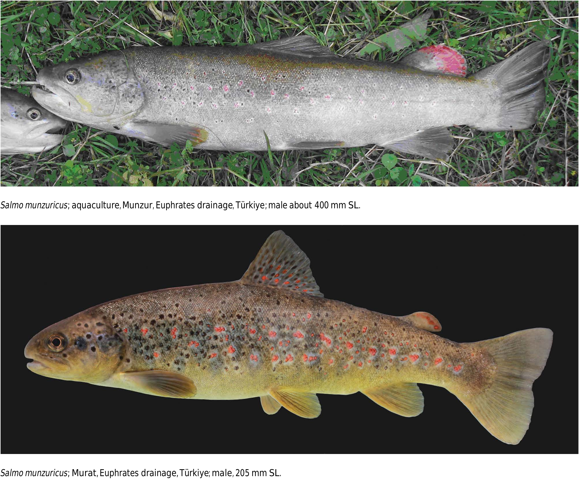 ภาพ ปลา munzuricus (Salmo munzuricus)