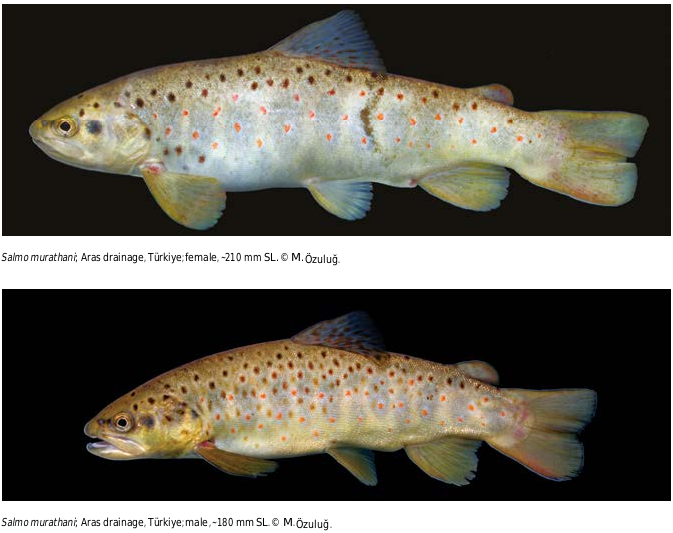ภาพ ปลา murathani (Salmo murathani)