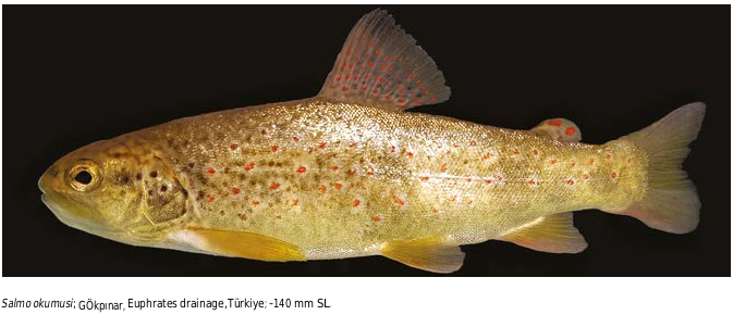 ภาพ ปลา okumusi (Salmo okumusi)