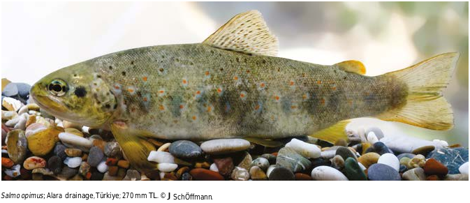 ภาพ ปลา opimus (Salmo opimus)
