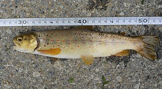 ภาพ ปลา peristericus (Salmo peristericus)