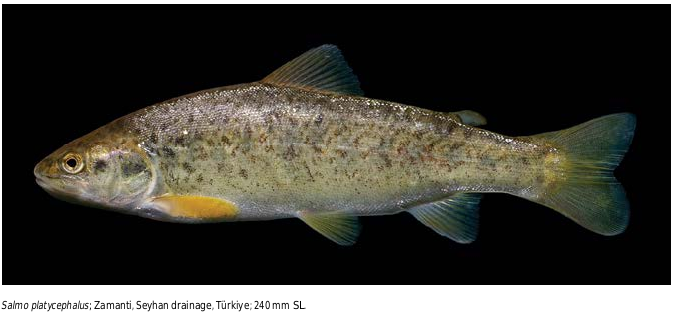 ภาพ ปลา platycephalus (Salmo platycephalus)