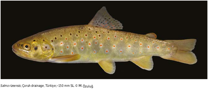 ภาพ ปลา rizeensis (Salmo rizeensis)