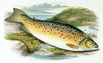ภาพ ปลา stomachicus (Salmo stomachicus)