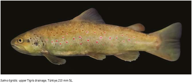 ภาพ ปลา tigridis (Salmo tigridis)