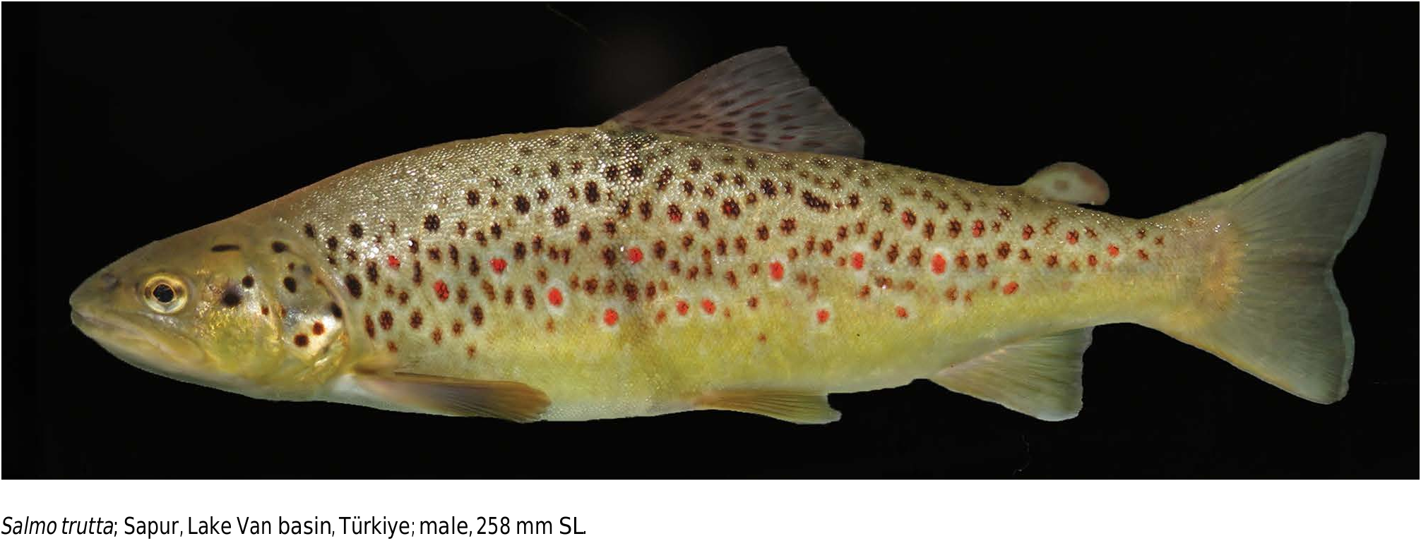 ภาพ ปลา trutta (Salmo trutta)