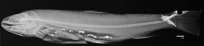 ภาพ ปลา anaktuvukensis (Salvelinus anaktuvukensis)