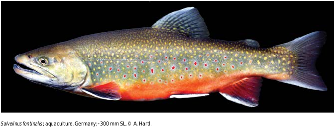 ภาพ ปลา fontinalis (Salvelinus fontinalis)